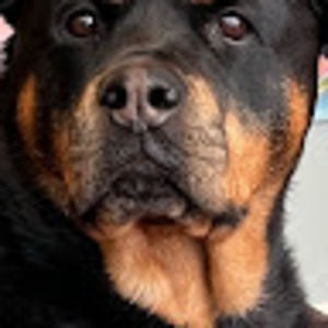 Meet your Posher, Susan